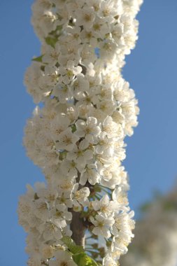 Bahçedeki elma ağaçlarının beyaz çiçekleri.