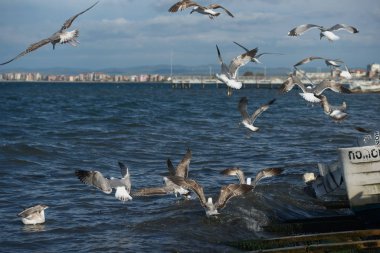 Martılar denizin üzerinde uçuyor.