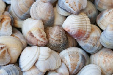 Sahildeki organik renkli deniz kabuklarının makro görüntüsü