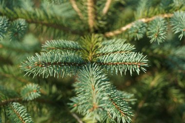 green and lush spruce branches on wood background