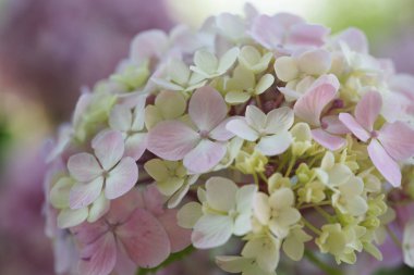 close up of tender and blossom blooming hydrangea flowers on green bushes background