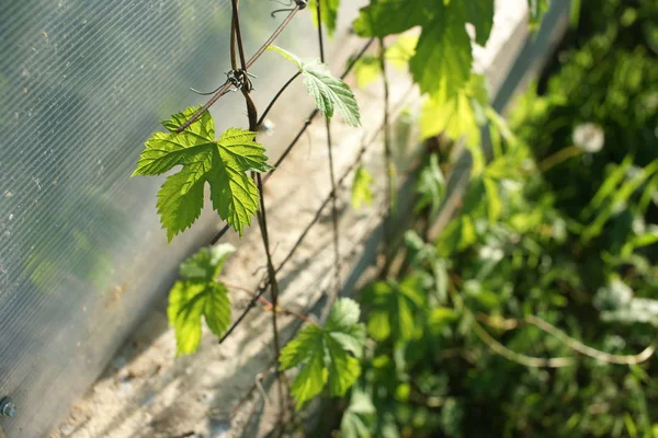 Hops Support Green House — Stock Photo, Image