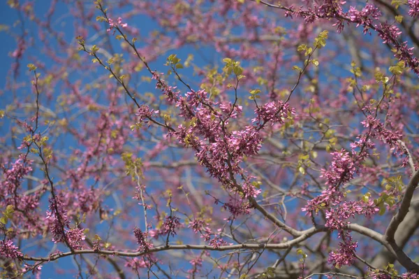 Roze Acaciabomen Takken Met Bloesem Bloemen Tuin Achtergrond — Stockfoto