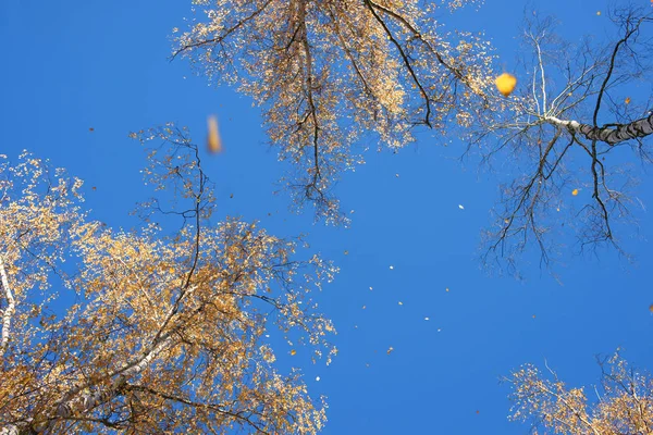 蓝天背景下郁郁葱葱的黄叶 — 图库照片