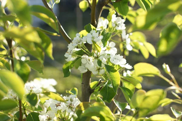 Zbliżenie Kwitnących Gałęzi Jabłoni Owocowych Kwiatami Sadzie — Zdjęcie stockowe