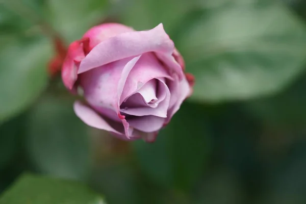 Primer Plano Hermosa Rosa Exuberante Los Arbustos Fondo Del Patio — Foto de Stock