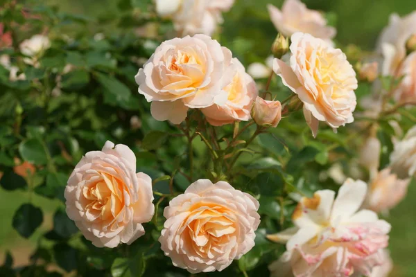 Étonnantes Roses Roses Fleurs Jaunes Sur Fond Jardin — Photo