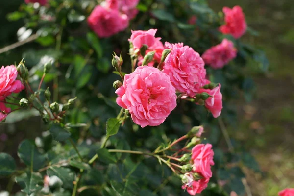 Gyönyörű Rózsaszín Rózsa Csokor Közelről — Stock Fotó