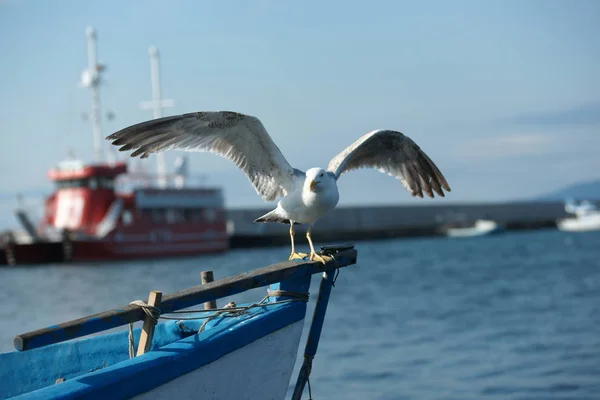 Gaivota Voo Mar — Fotografia de Stock