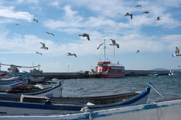 Möwe Auf Dem Meer — Stockfoto