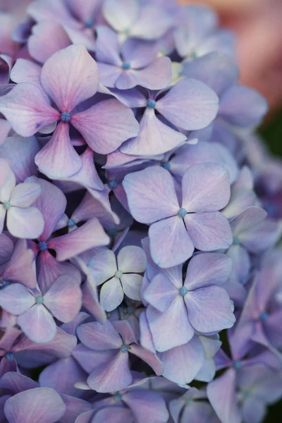 Purple Hydrangea Blooming Flowers Green Bushes Background — Stockfoto