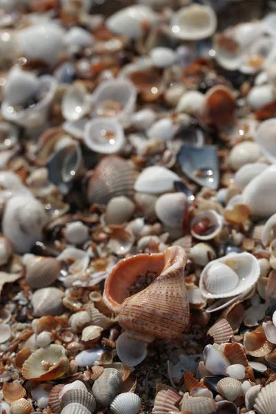 Tło Muszli Tle Plaży — Zdjęcie stockowe