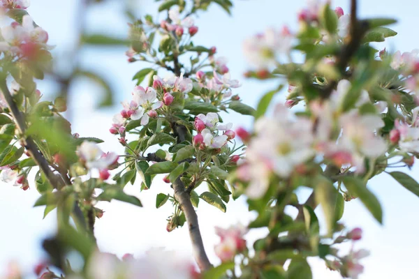 Primer Plano Los Manzanos Florecientes Ramas Frutales Con Flores Huerto — Foto de Stock