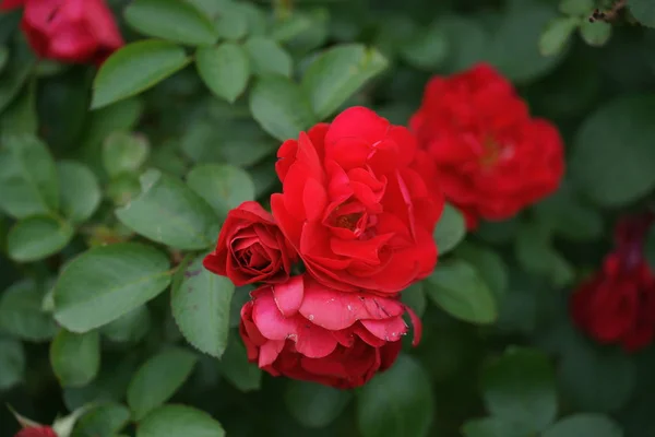 Rood Verbazingwekkende Weelderige Rozen Struiken Tuin Achtergrond — Stockfoto