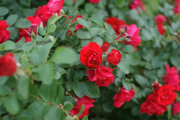 красные удивительные пышные розы на кустах во дворе
