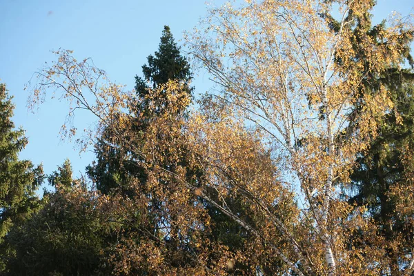Пышная Желтая Листва Деревьев Голубом Фоне Неба — стоковое фото