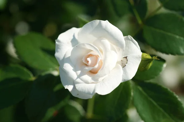 Белый Цветок Розы Фоне Сада — стоковое фото