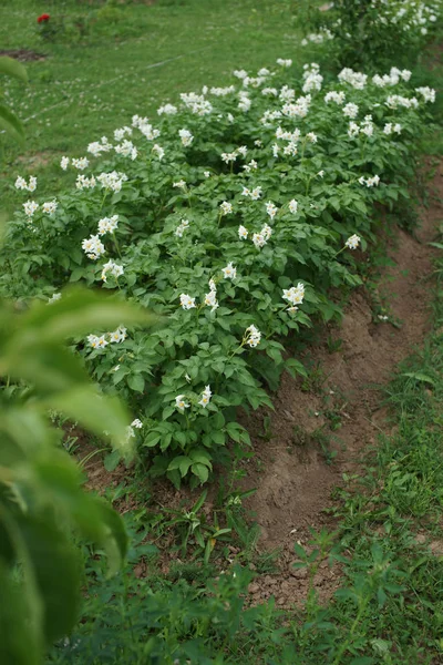 Bunga Putih Rumput Latar Belakang Taman — Stok Foto