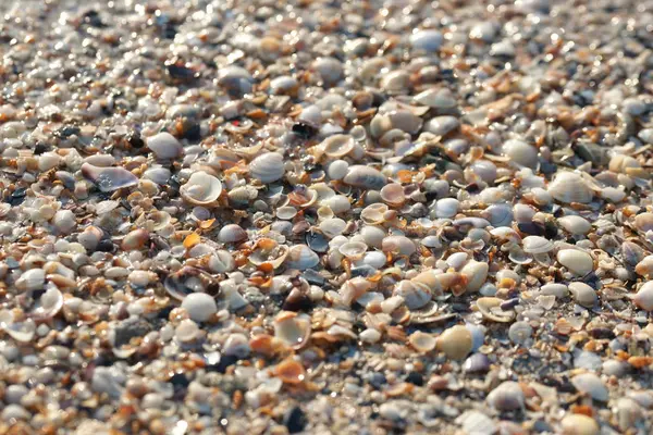 Bliska Widok Muszelki Plaży — Zdjęcie stockowe