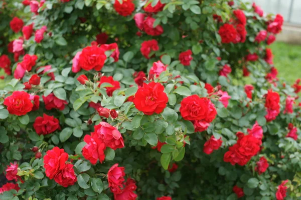 Červená Úžasné Bujné Růže Keřích Dvoře Pozadí — Stock fotografie