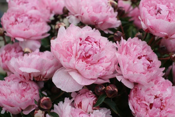 Όμορφο Φρέσκο Ροζ Παιώνιες Αυξάνεται Θάμνους Στο Φόντο Αυλή — Φωτογραφία Αρχείου