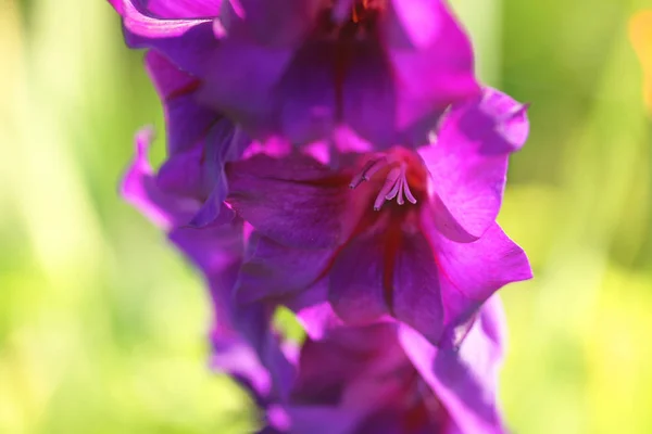 Fleurs Gladiolus Violet Fermer — Photo