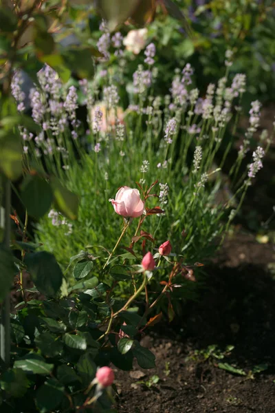 Bellissimi Fiori Fioriti Nell Erba Sullo Sfondo Del Giardino — Foto Stock