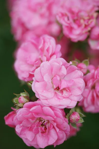 Arbustos Verdes Com Rosas Rosa Fundo Jardim — Fotografia de Stock
