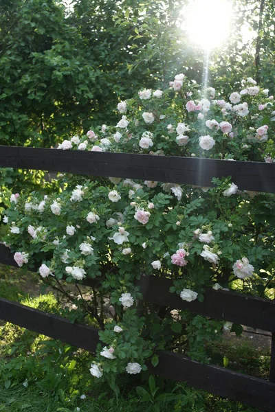 Groene Struiken Met Bloeiende Prachtige Rozen Tuin Achtergrond — Stockfoto