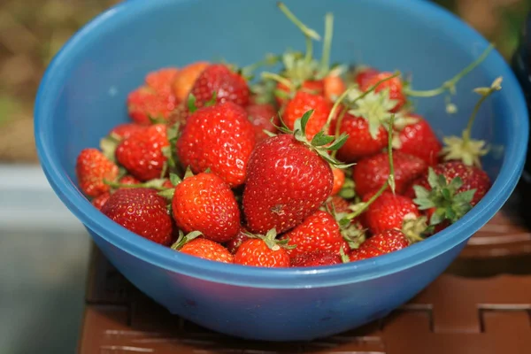 Tazón Azul Con Fresas Rojas Fondo Invernadero — Foto de Stock