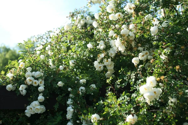 Grüne Sträucher Mit Blühenden Schönen Rosen Auf Gartenhintergrund — Stockfoto