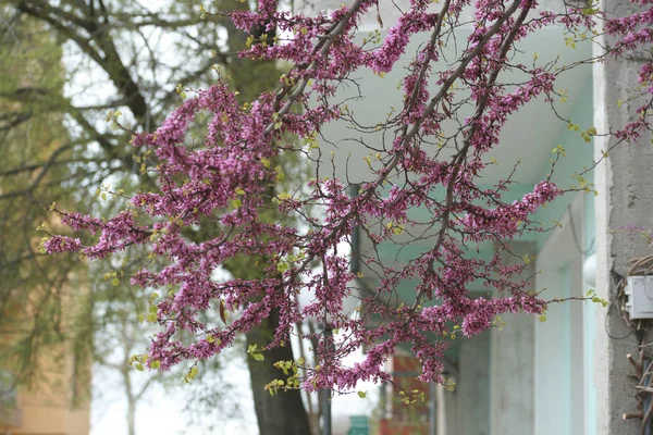 Roze Acaciabomen Takken Met Bloesem Bloemen Tuin Achtergrond — Stockfoto