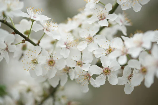 Gros Plan Fleurs Blanches Pommiers Fleurs Branches Dans Jardin — Photo