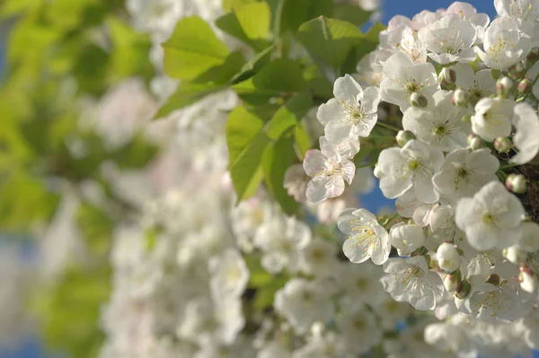 Exuberantes Pequeñas Flores Blancas Manzanos Ramas Árboles Frutales Sobre Fondo —  Fotos de Stock