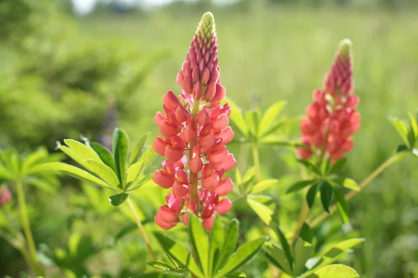 Roze Bloesem Bloemen Groene Struiken Tuin Achtergrond — Stockfoto