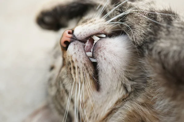 Gatto Senza Tetto Dorme Una Superficie Cemento — Foto Stock