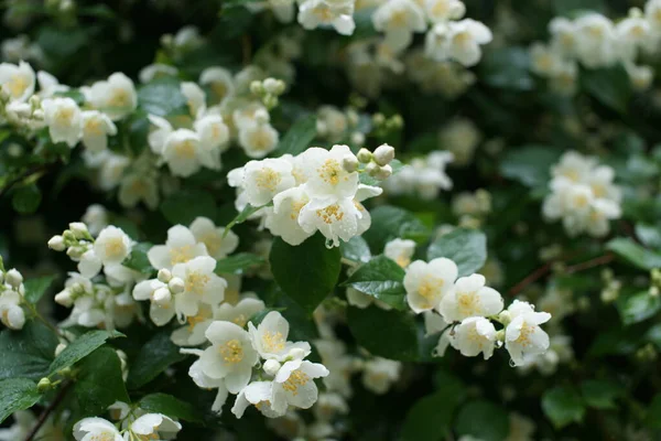 Weiße Blühende Sträucher Mit Duftendem Weißem Jasmin — Stockfoto