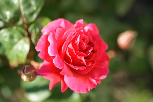 Schöne Üppige Rosen Auf Sträuchern Garten Hintergrund — Stockfoto