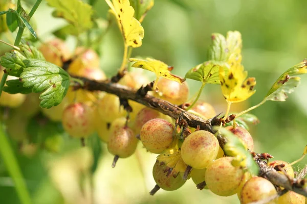 Cespugli Verdi Uva Spina Matura Sfondo Giardino — Foto Stock