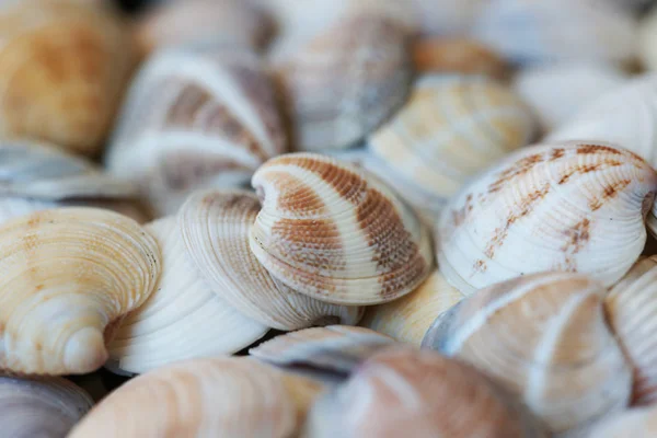 Beaucoup Coquillages Colorés Fond Plage — Photo