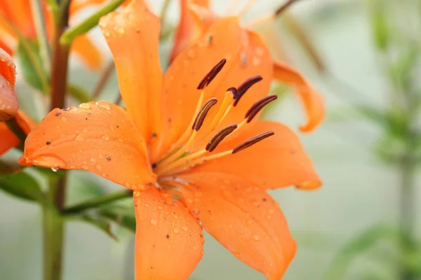 Красивые Цветущие Лилии Фоне Сада — стоковое фото