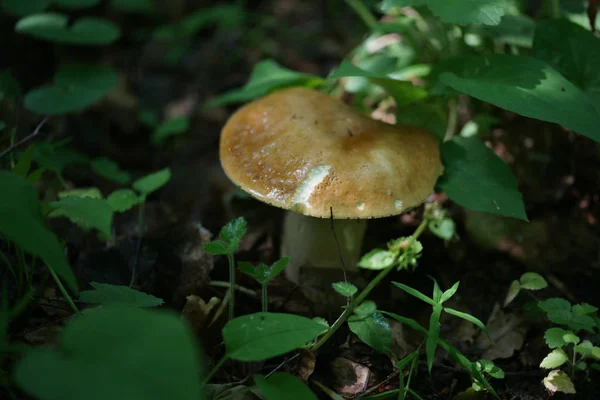 Mushroom Forest Ground Leaves Background — Stock Photo, Image