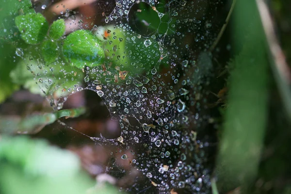 Close Spider Web Water Drops — Stock Photo, Image