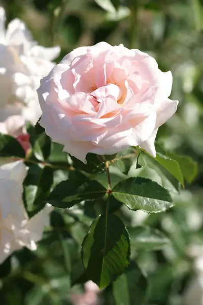 Fragrant Beautiful Roses Bushes Yard Background — Stock Photo, Image