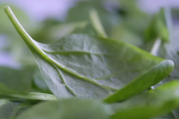 Foglie Verdi Spinaci Freschi Bambino Sfondo Bianco Tavolo Legno — Foto Stock