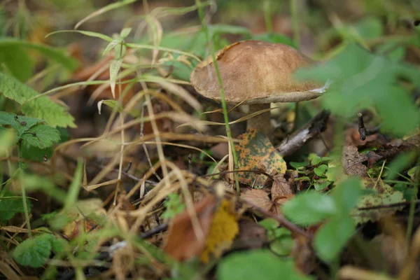 Champignon Bolète Sur Herbe Dans Forêt — Photo