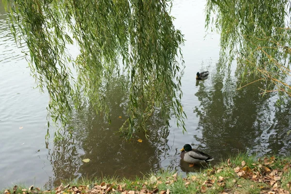 city pond with swimming ducks and green branches of trees