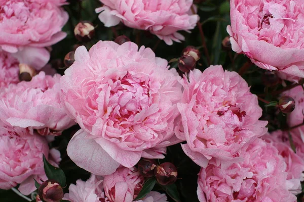 Belas Peônias Rosa Fresco Crescendo Arbustos Fundo Quintal — Fotografia de Stock