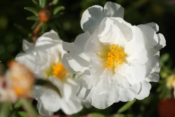 Flores Blancas Flor Sobre Arbustos Verdes Fondo Del Jardín — Foto de Stock