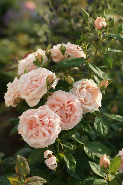 Buja Gyönyörű Virágzó Rózsák Zöld Bokrokon — Stock Fotó